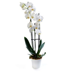 Vaso Decorativo de Orquídea Phalaenopsys-0