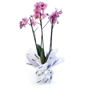 Orquídea Phalaenopsys-0