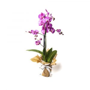 orquideas lilas